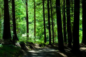 Gortin Glen, Co. Tyrone